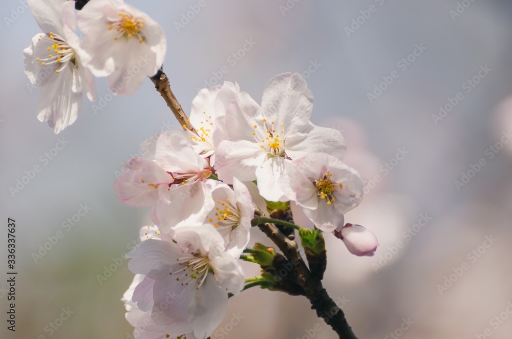 Beautiful cherry blossoms blooming in spring Beautiful cherry blossoms blooming in spring