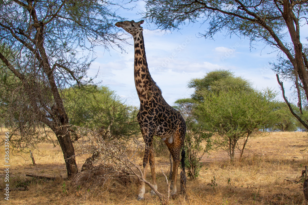 Obraz premium Black giraffe eating from an acacia on a pathway in the savanna of Tarangire National Park, in Tanzania