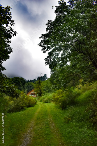 road in the forest