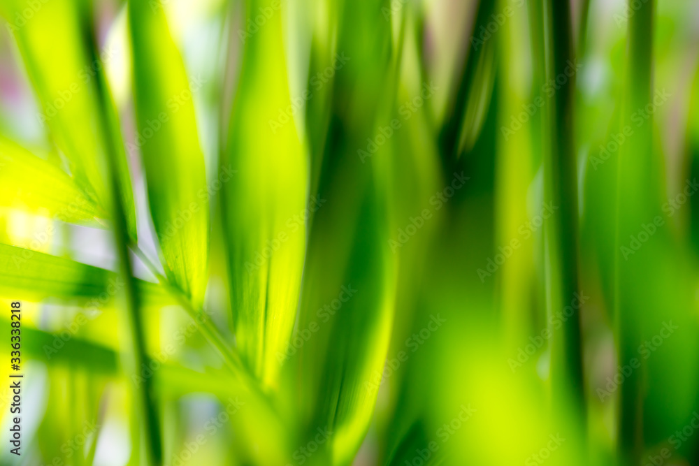 Beautiful soft green background, abstract blurred plant design Beautiful soft green background, abstract blurred plant design