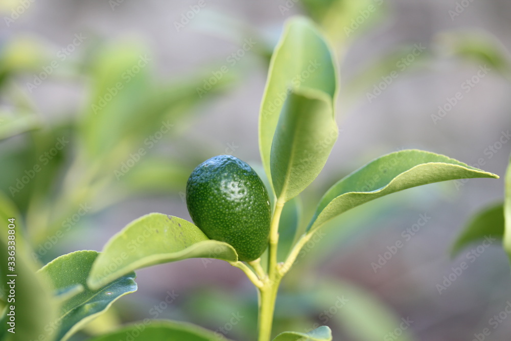 Kumquat Kumquat