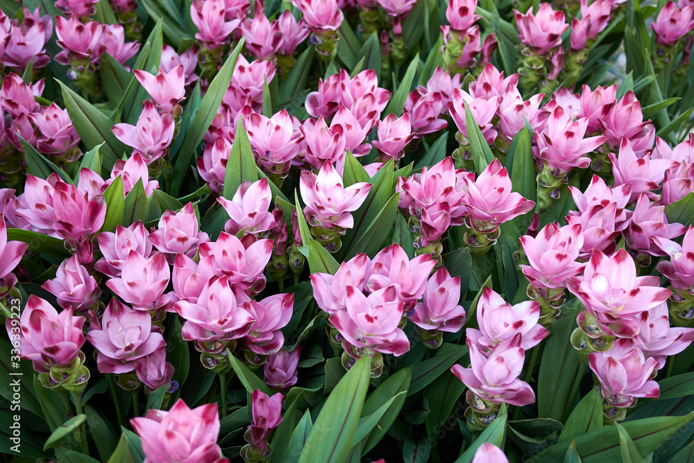 Obraz premium Curcuma alismatifolia
