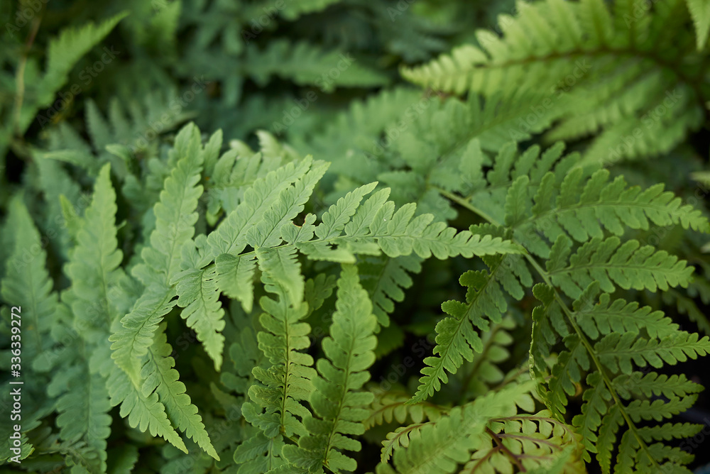 Dryopteris marginalis Dryopteris marginalis