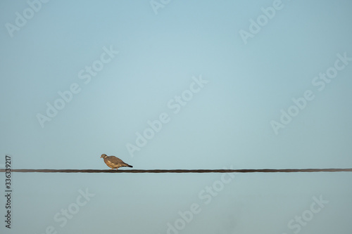 Taube sitzt auf Stromkabel © Dietmar Schäfer
