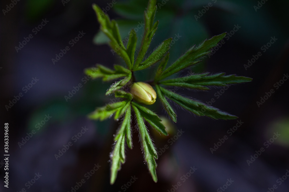 Anemones buds. First spring forest flowers. View of first bud of spring flower anemone anemone in forest on sunny day. Selective focus Anemones buds. First spring forest flowers. View of first bud of spring flower anemone anemone in forest on sunny day. Selective focus