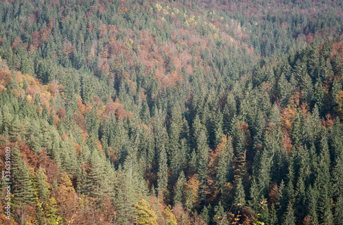 Trees woodland forest rural countryside