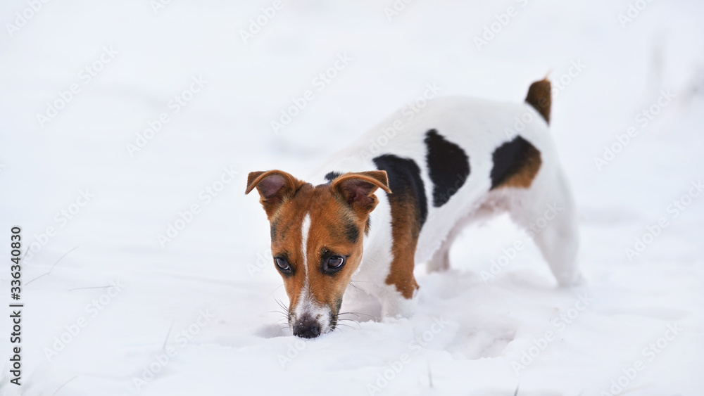 Small Jack Russell terrier walking on snow, sniffing the ground