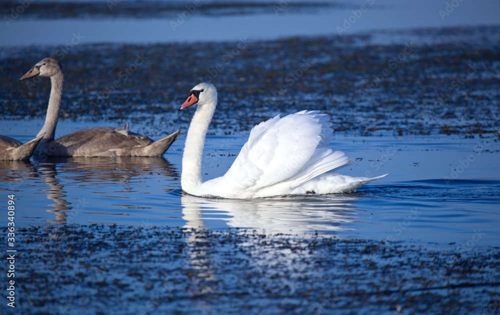 Naklejka premium Family of wild swans. Astrakhan region. Russia.