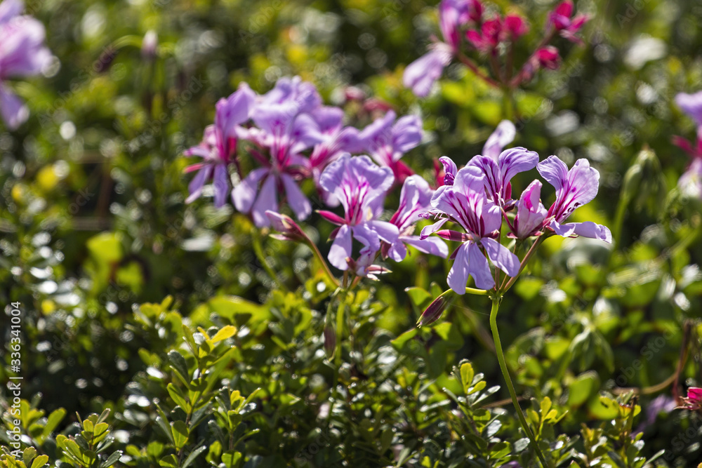 Pelargonium wild flowers, South Africa Pelargonium wild flowers, South Africa
