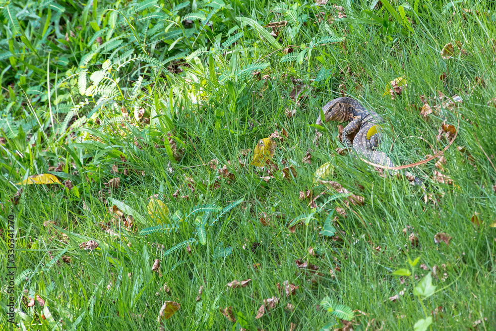 The monitor lizard is an endangered reptile. The monitor lizard is an endangered reptile.