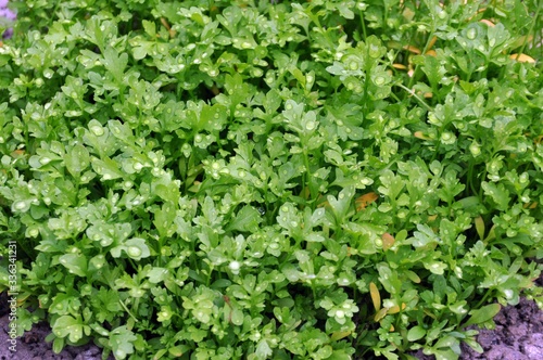 Wallpaper Mural Petersilie Torontodigital.ca