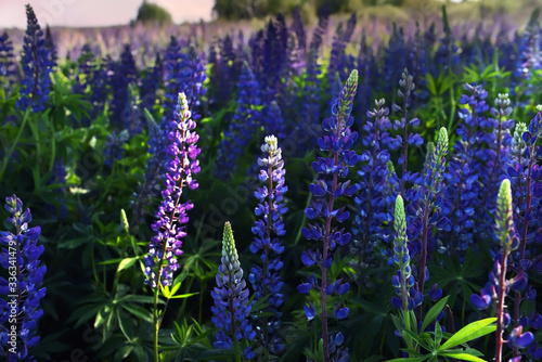 Lush bloom flower of lilac and blue lupins in the meadow.