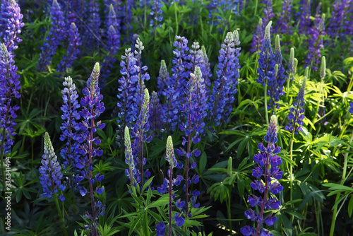 Fototapeta Naklejka Na Ścianę i Meble -  Lush bloom flower of lilac and blue lupins in the meadow.