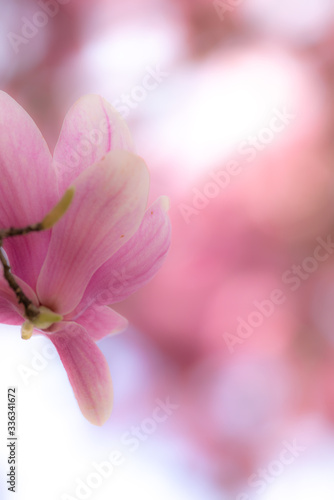 木蓮の花