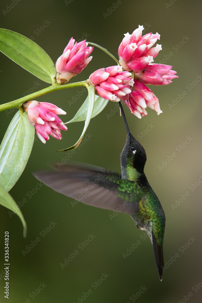 Obraz premium Blue hummingbird Violet Sabrewing flying next to beautiful red flower. Tinny bird fly in jungle. Wildlife in tropic Costa Rica. Two bird sucking nectar from bloom in the forest. Bird behaviour