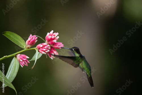 Blue hummingbird Violet Sabrewing flying next to beautiful red flower. Tinny bird fly in jungle. Wildlife in tropic Costa Rica. Two bird sucking nectar from bloom in the forest. Bird behaviour