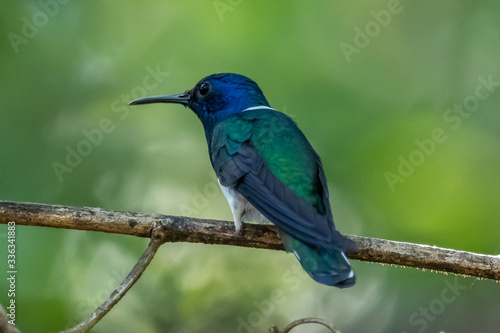 Amazilia decora, Charming Hummingbird, bird feeding sweet nectar from flower pink bloom. Hummingbird behaviour in tropic forest, nature habitat in Corcovado NP, Costa Rica. Two bird in fly, wildlife.