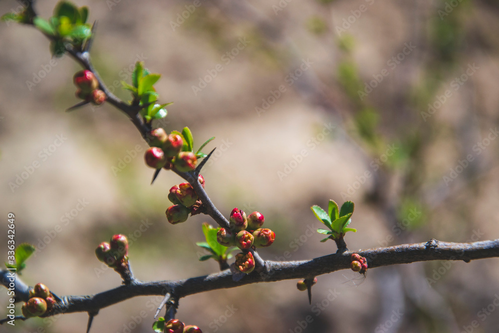 Small buds on the trees in spring time. Everything is blooming in the garden on farm. Branches with buds and leaves. Home environment. Small buds on the trees in spring time. Everything is blooming in the garden on farm. Branches with buds and leaves. Home environment.