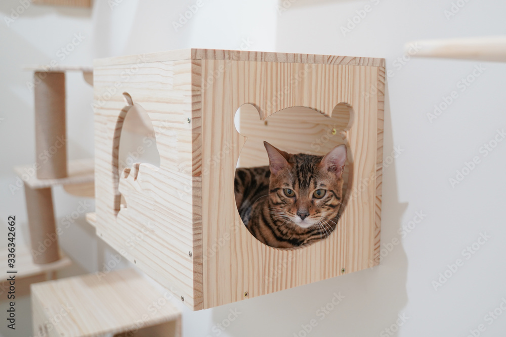 Cat wooden box deals