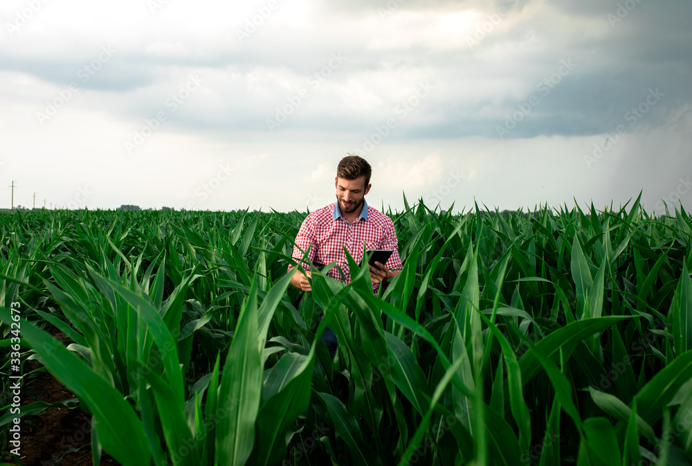 Farmer standing in corn field holding tablet in his hand and examining crop.