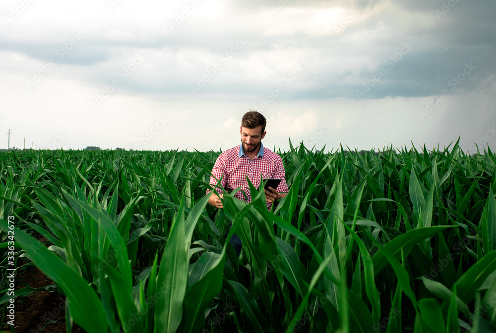 Farmer standing in corn field holding tablet in his hand and examining crop. Farmer standing in corn field holding tablet in his hand and examining crop.