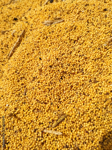 Food background of yellow mustard seeds, top view
