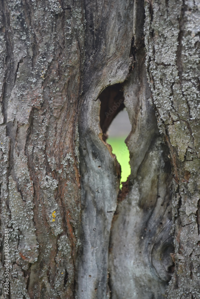Obraz premium Old tree in a rustic orchard.