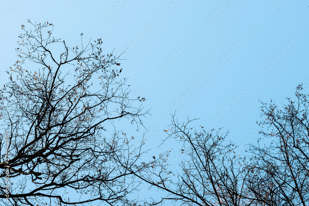 Spring and autumn leafless trees on a blue sky background. Seasonal dramatic concept. Structure and texture abstract shot. Look up beautiful view. Spring and autumn leafless trees on a blue sky background. Seasonal dramatic concept. Structure and texture abstract shot. Look up beautiful view.