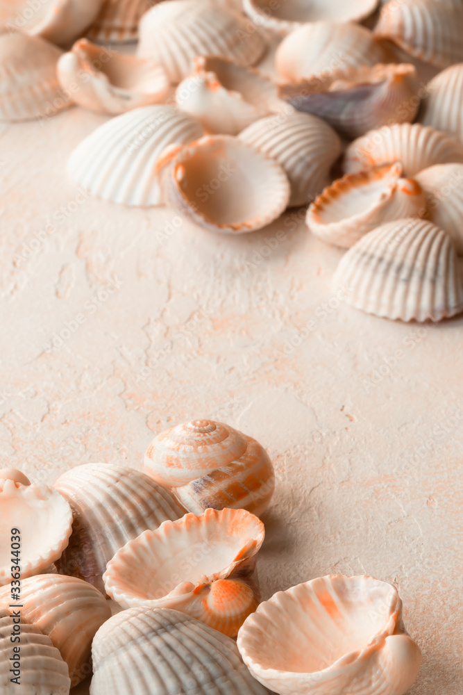 Light delicate shells found on the beach