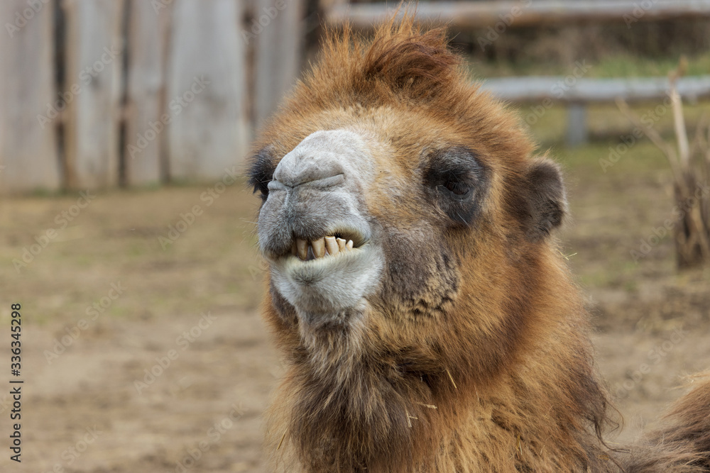 Portrait of Bactrian camel looking the camera,funny close up. (Camelus ferus)