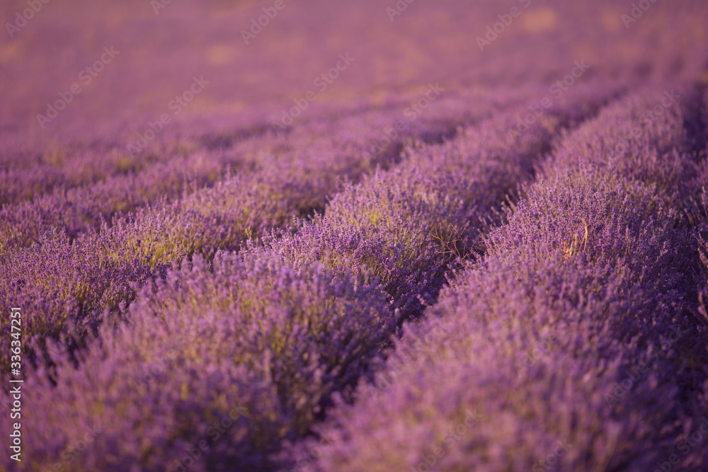 beautiful lavender field at sunset.Sunset over a violet lavender field in Provence beautiful lavender field at sunset.Sunset over a violet lavender field in Provence