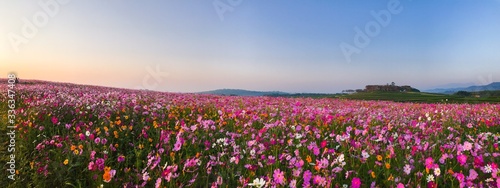 Cosmos flower field