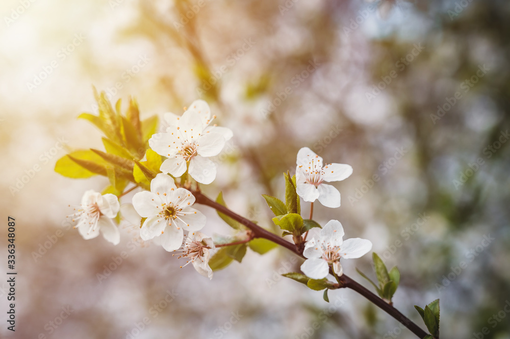 Blossoming flowers of cherry close up. Flowers of cheery on bright background. Spring theme. Blossoming flowers of cherry close up. Flowers of cheery on bright background. Spring theme.
