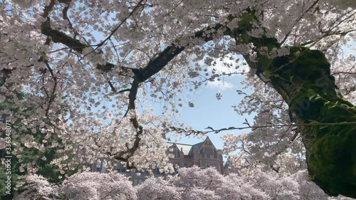 Cherry blossom at University of Washington Quad photo
