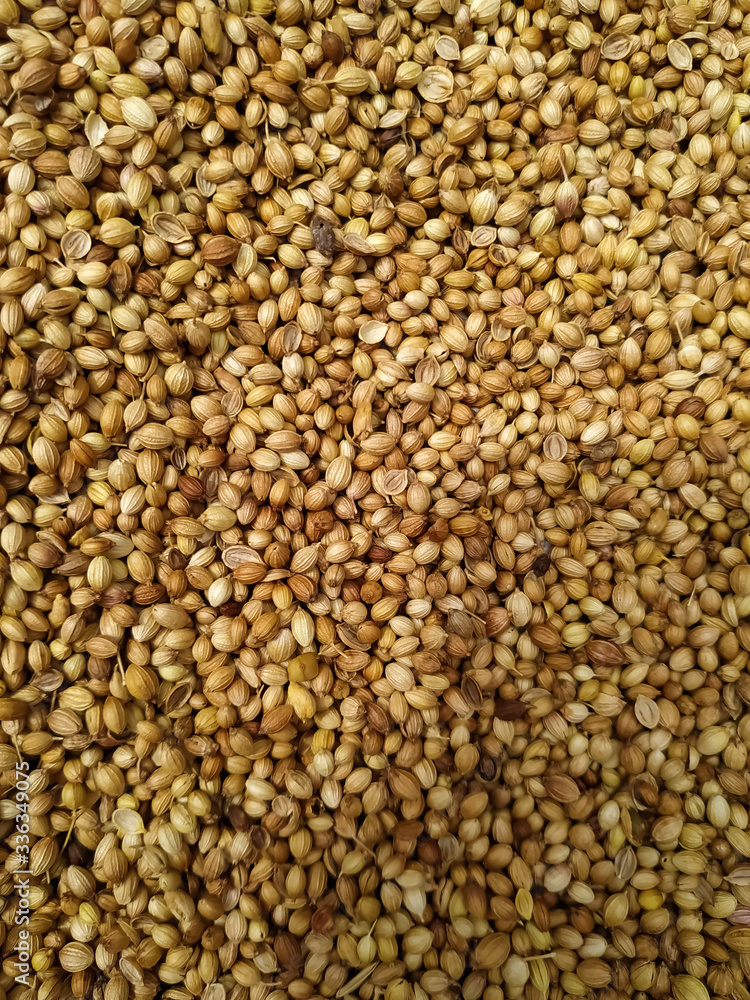Dried coriander seeds arranged as background. Dhaniya Nepal Dried coriander seeds arranged as background. Dhaniya Nepal