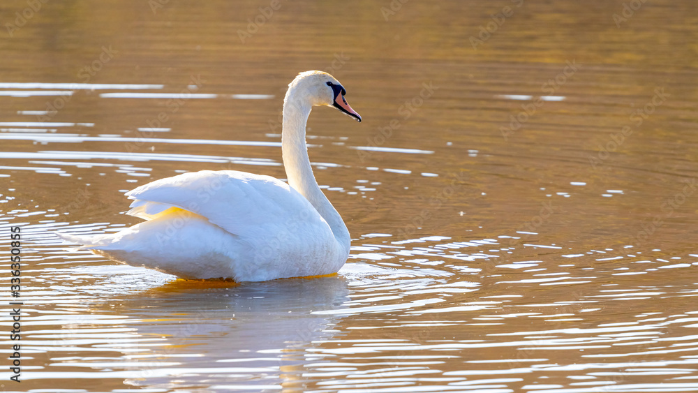 Fototapeta premium White swan swims along the river in sunny weather