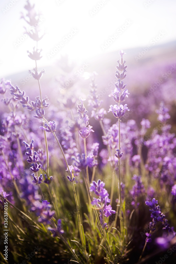 Obraz premium beautiful lavender field at sunset.Sunset over a violet lavender field in Provence