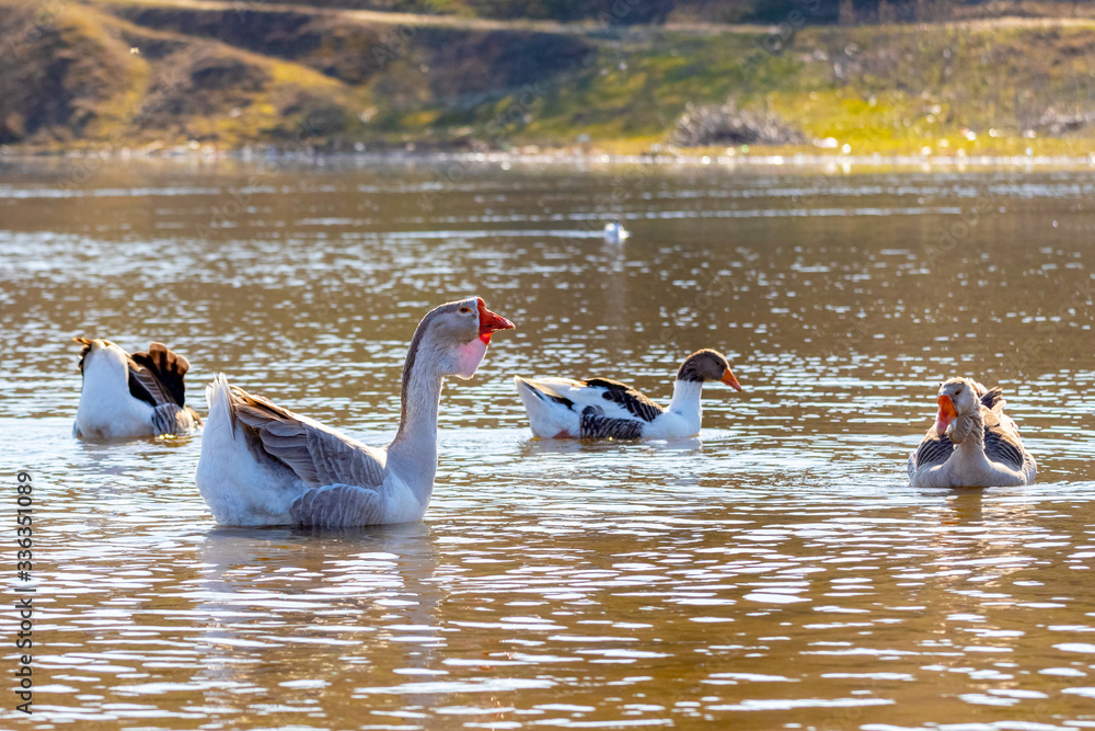 Geese swim along the river in sunny weather Geese swim along the river in sunny weather