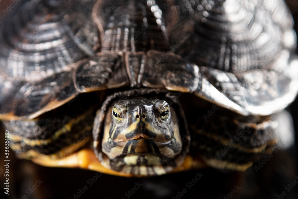 Obraz premium big turtle