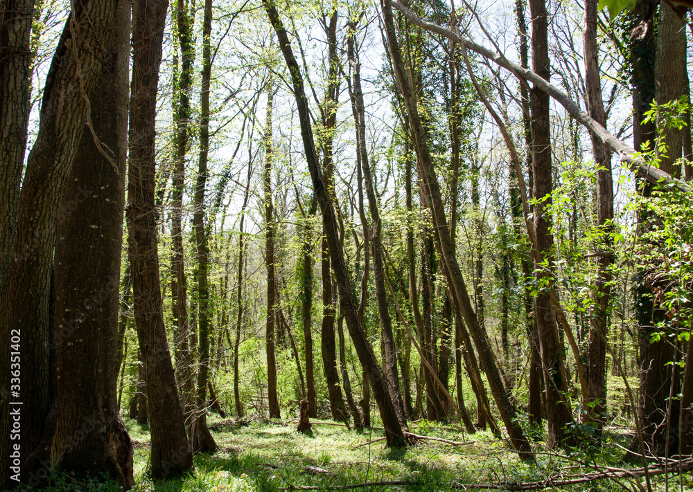 Naklejka premium love nature