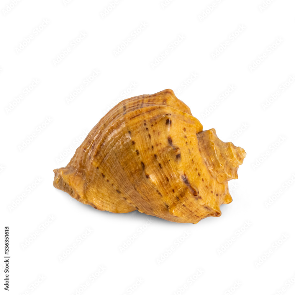 sea shell isolated on white background, decorative seashell sea shell isolated on white background, decorative seashell