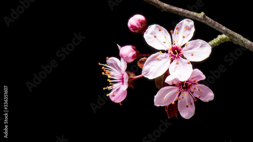 Time Lapse of blossoming branch with pink Cherry blossom flowers. Time-lapse spring tree branch with flowers and buds, isolated on black background. Stick tree branch springtime.