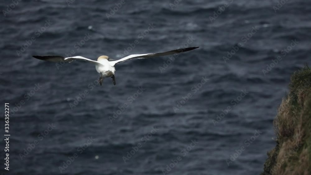 Morus bassanus rear view flying over ocean in slow-mo Morus bassanus rear view flying over ocean in slow-mo