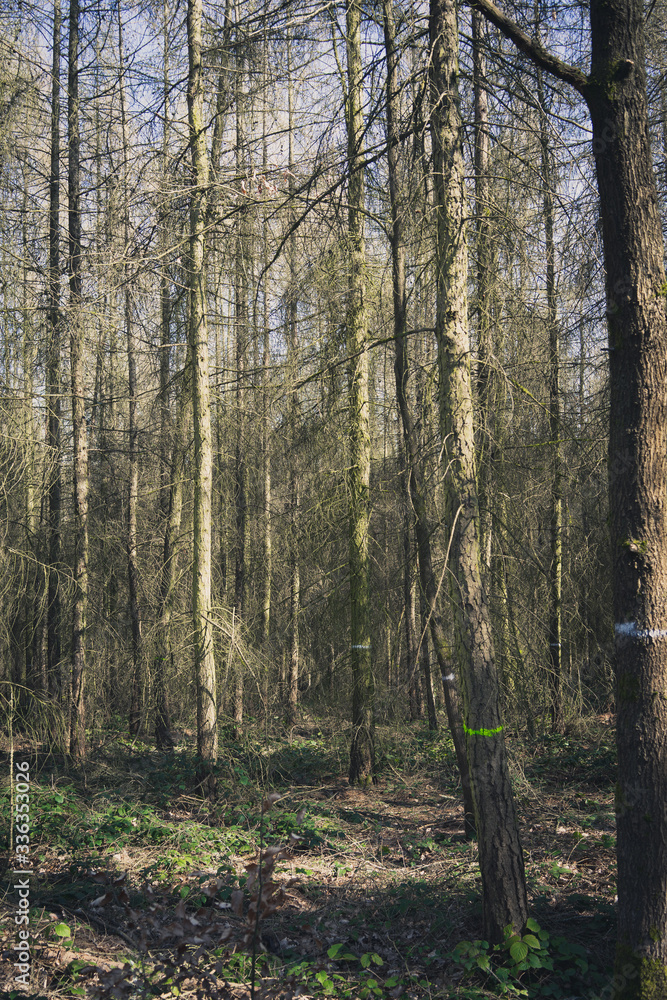 Obraz premium wald forest