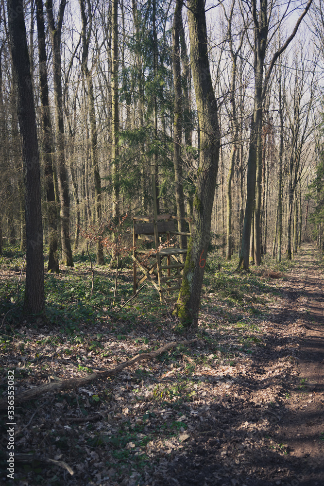 Fototapeta premium wald forest