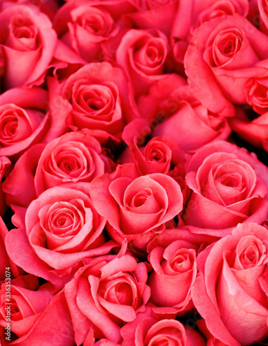 Background of Magenta Roses