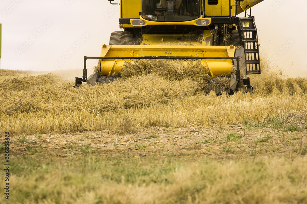 Obraz premium combine harvester working on a field