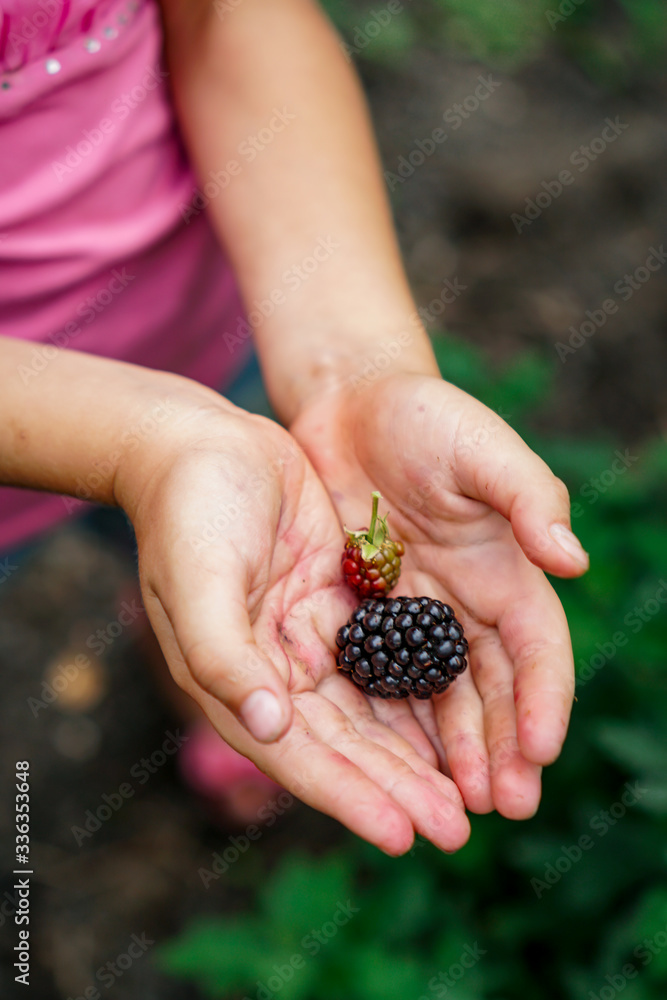 ripe blackberry in children's hands in the garden ripe blackberry in children's hands in the garden