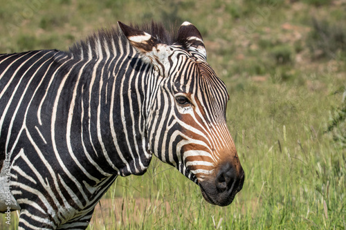 Fototapeta Naklejka Na Ścianę i Meble -  Kap-Bergzebra im Mountain Zebra Nationalpark in Südafrika