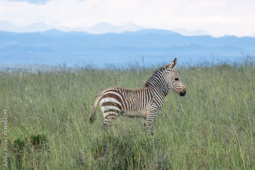 Fototapeta premium Kap-Bergzebra im Mountain Zebra Nationalpark